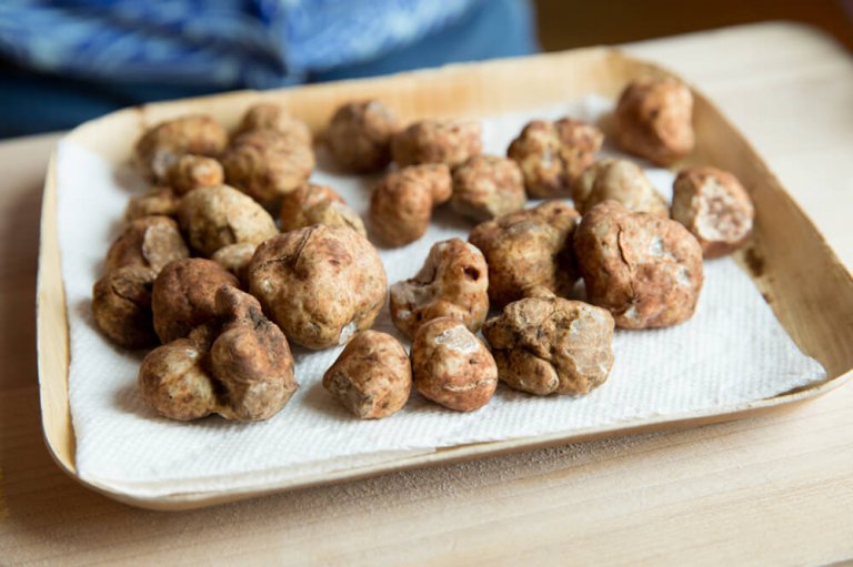 The Hunt for Oregon Truffles Oregon Truffle Festival