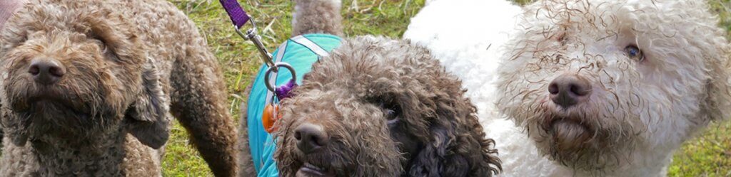 Truffle Dog Training - Oregon Truffle Festival