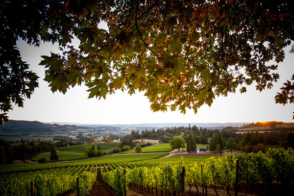 Truffle Feast in the Chehalem Mountains Oregon Truffle Festival